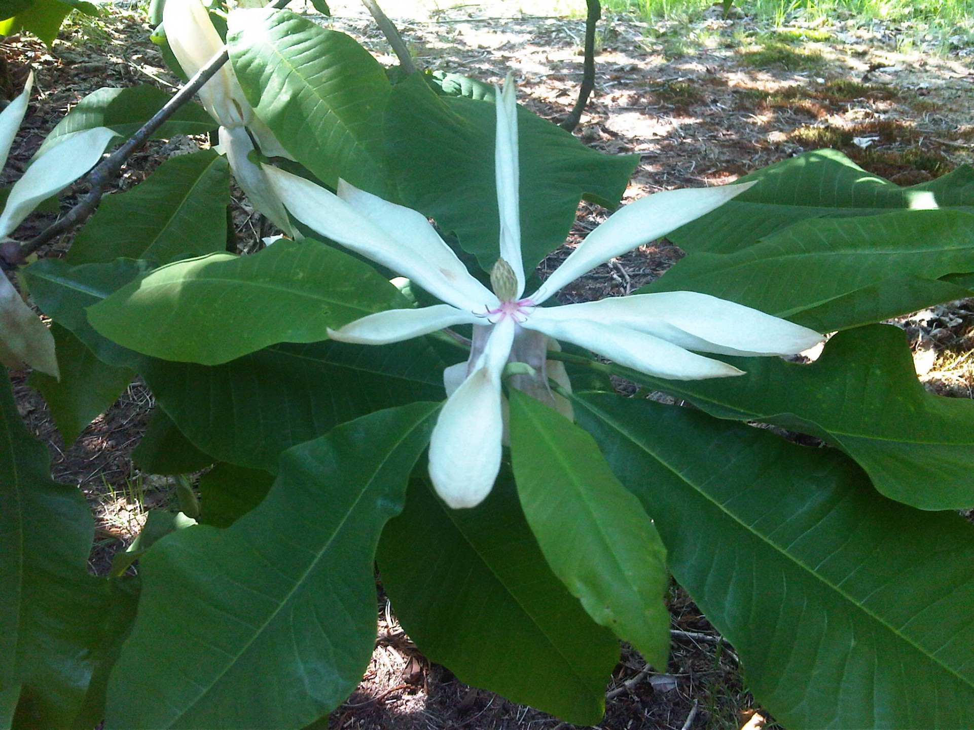 Magnolia tripetala.jpg