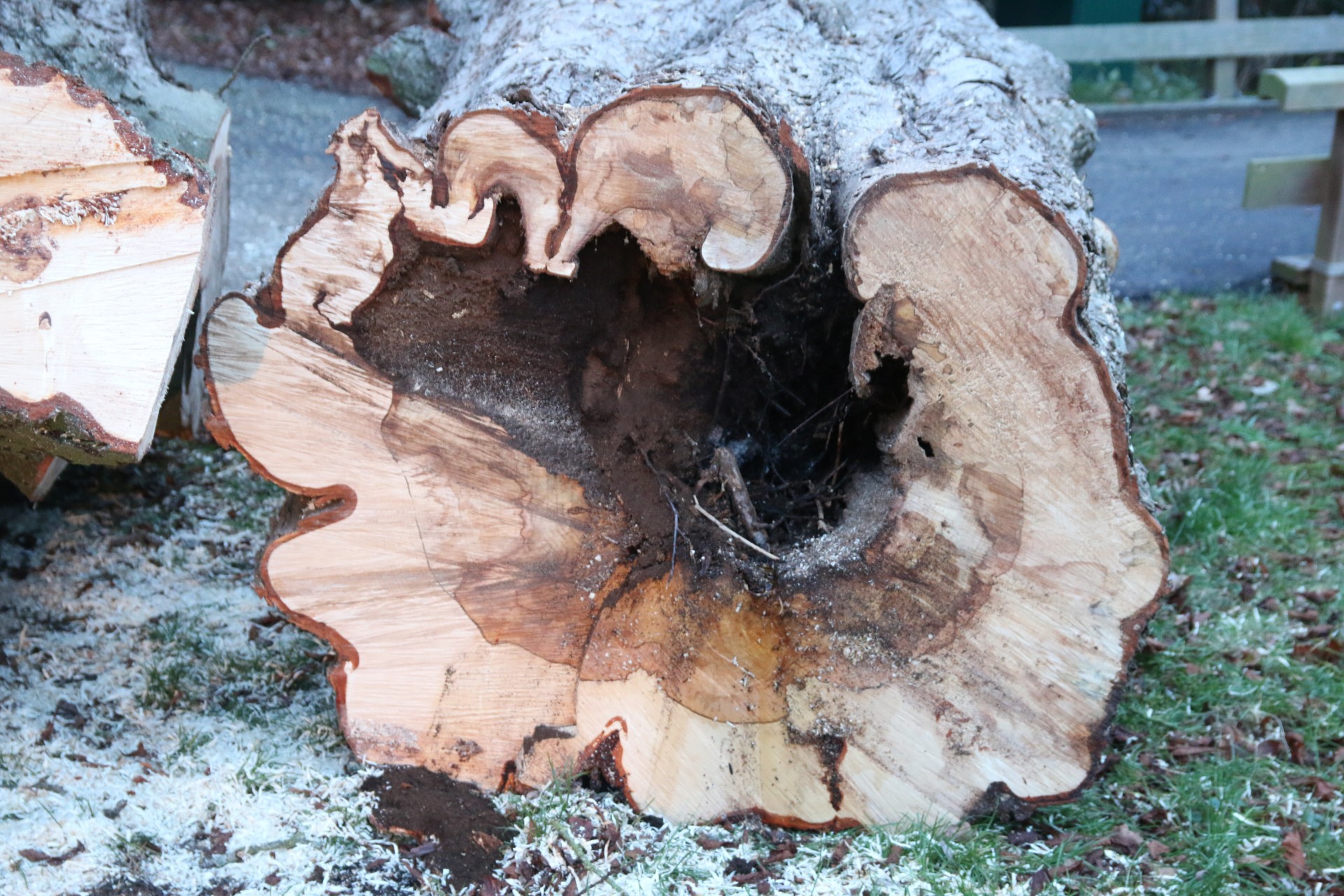 aantasting hout op hoogte van holte, ongeveer 4 meter hoogte