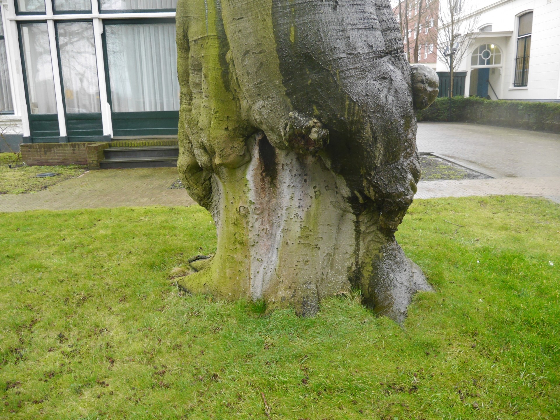 beuk Sophialaan Leeuwarden - ent?