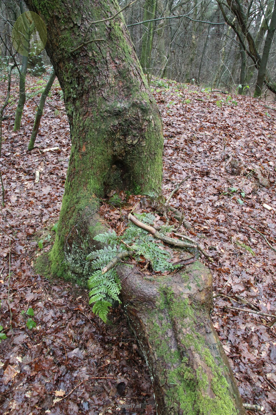 plakoksel wordt harpboom - detail