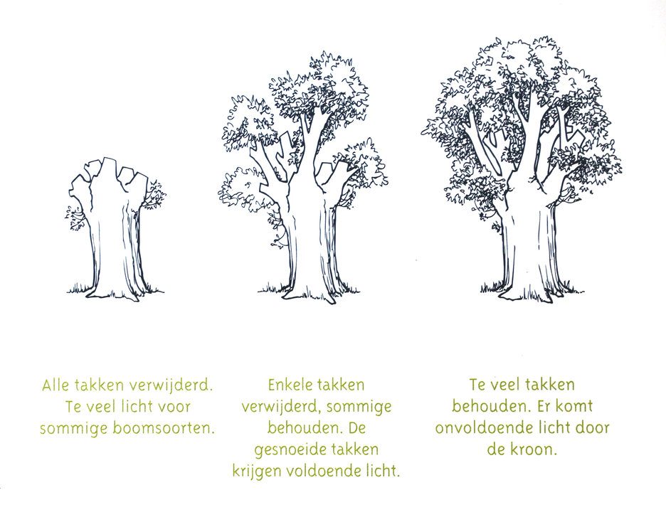 boek: hoeveel van de kroon verwijderen?