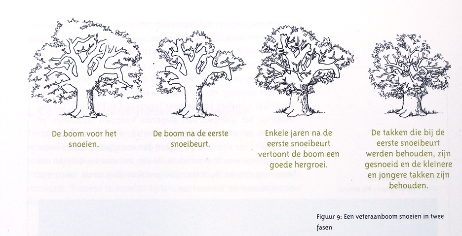 boek: snoeien in fasen