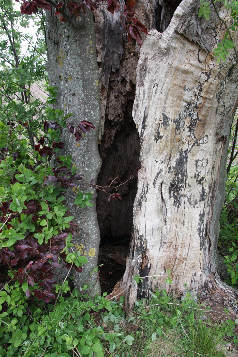 horizontale ribben maar dood hout