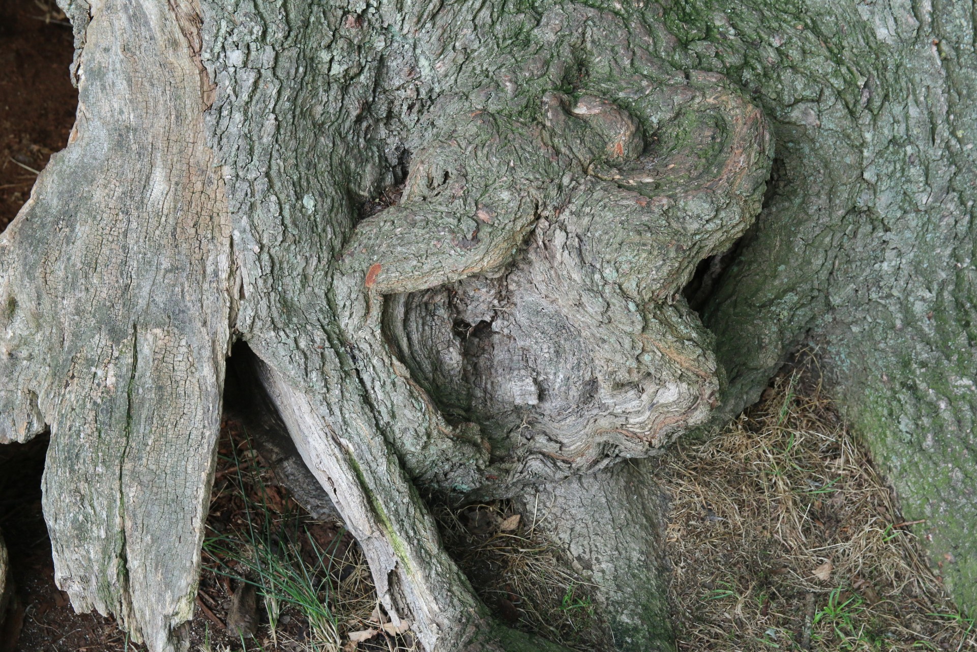 tuber of bastkanker in kroezeboom