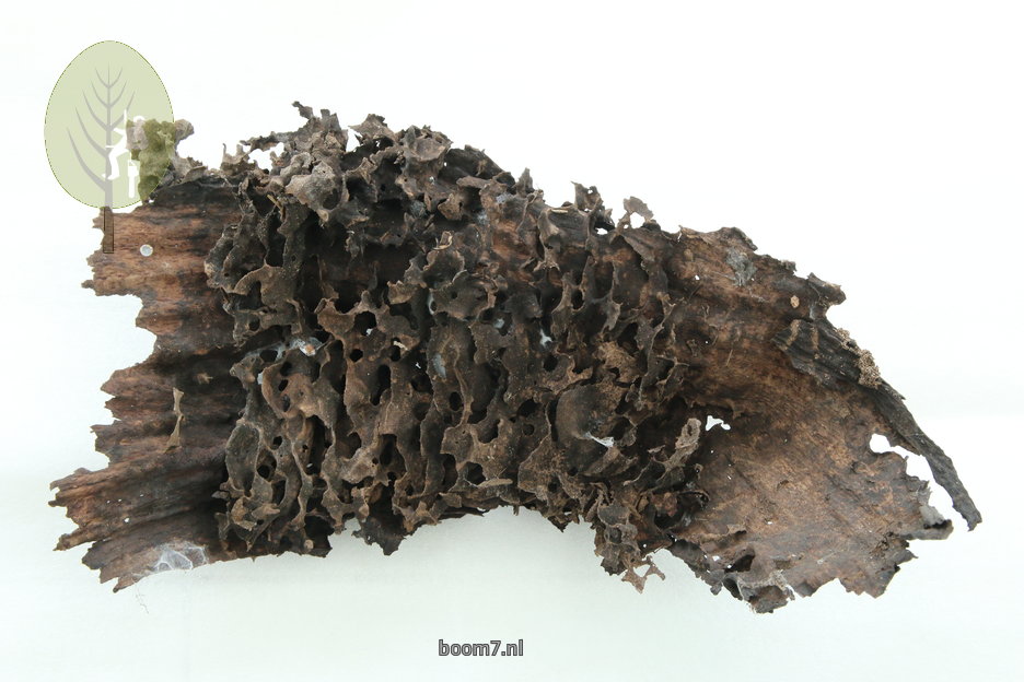kartonnest van de glanzende houtmier Lasius fuliginosus.