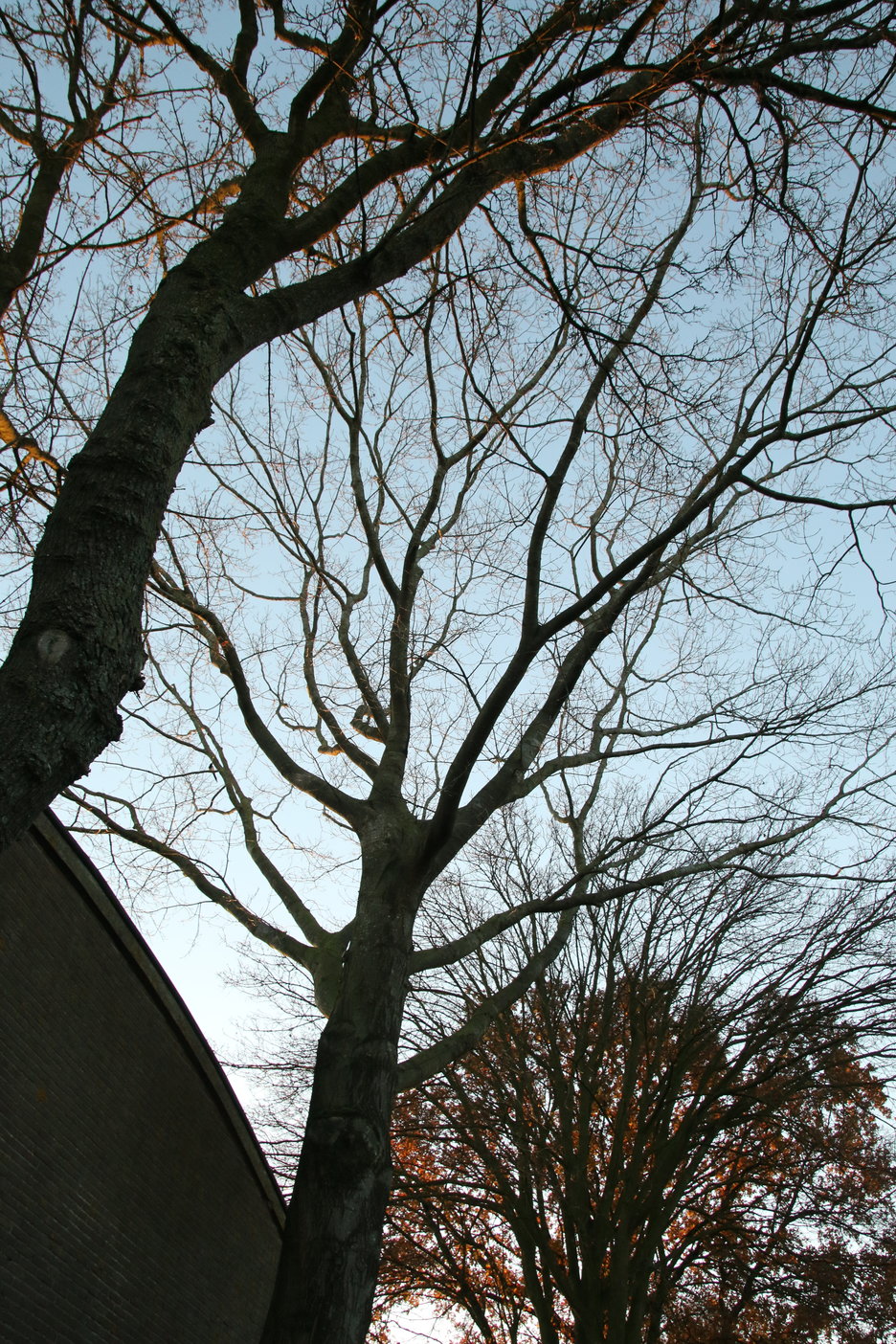 wat is het gewicht van het hout van de boom na meten diameter?