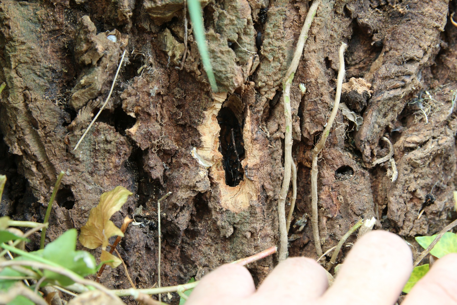 rhizomorfen zichtbaar onder bast