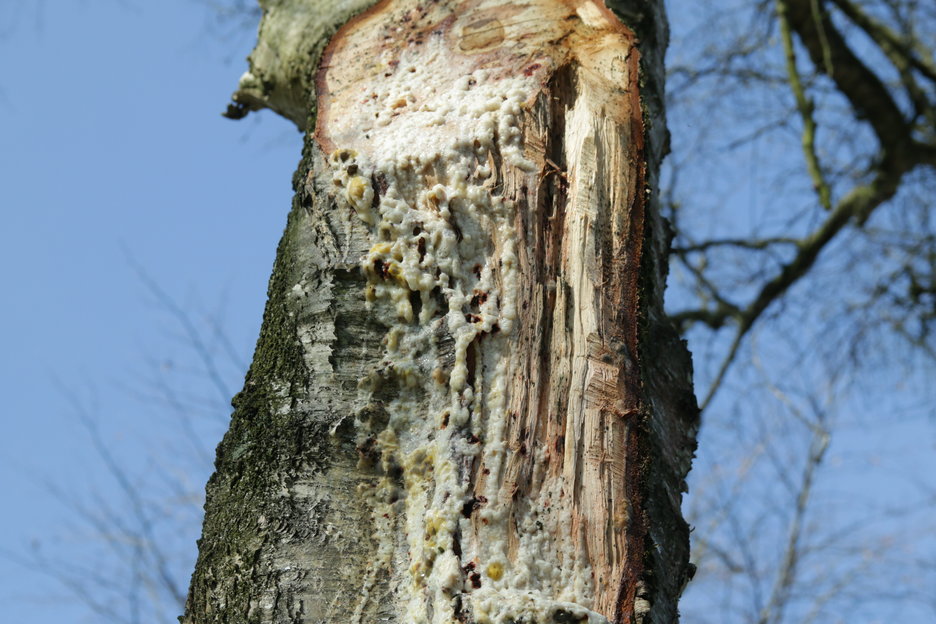 gevolgen bloedende boom (berk)