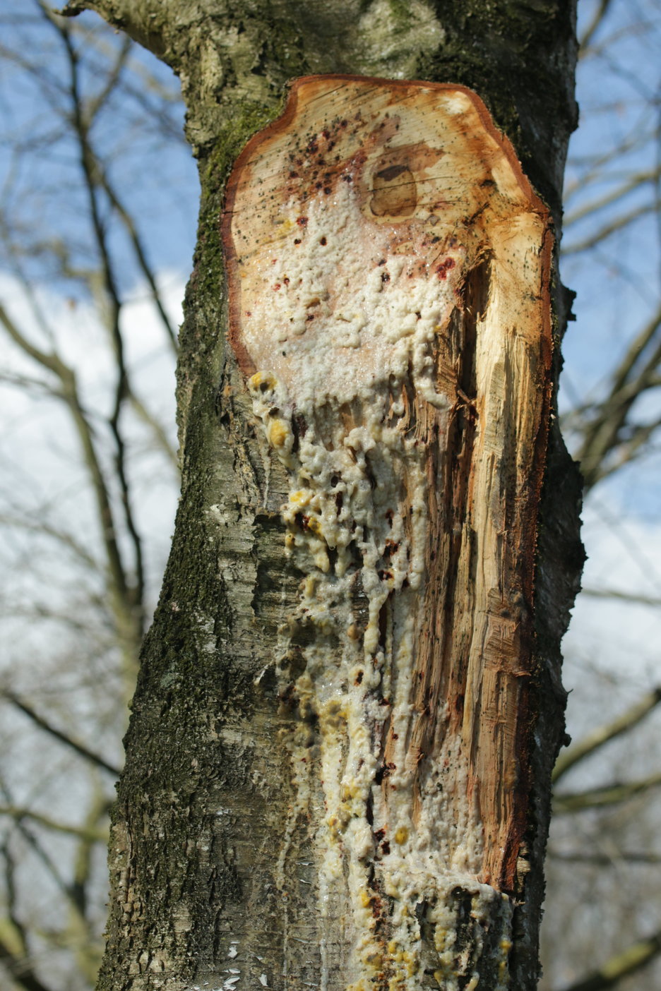 gevolgen bloedende boom (berk)