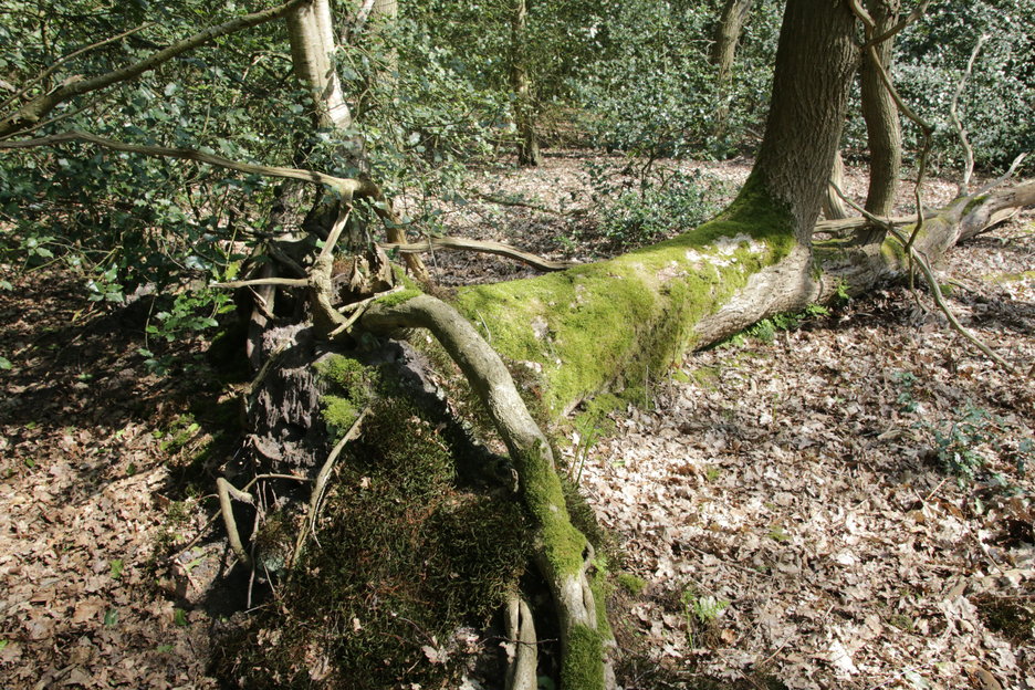 harpboom Matningerbos