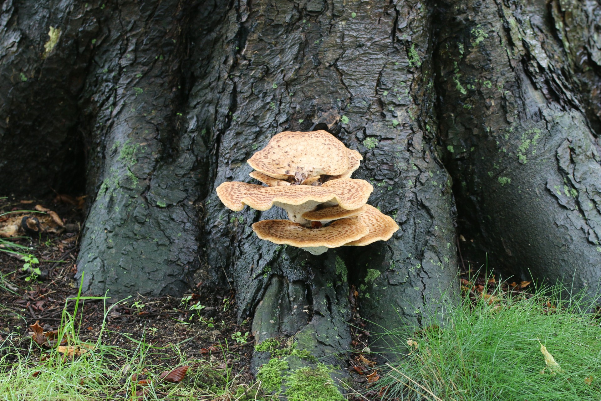 zadelzwam in paardenkastanje